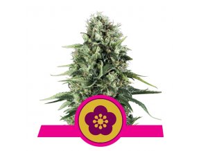 power flower