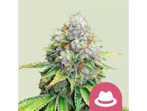 og kush