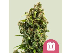 sour diesel