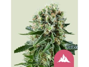 critical kush