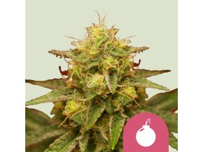 royal domina