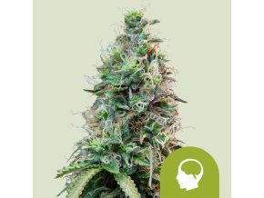 amnesia haze automatic