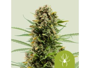 white widow automatic