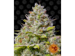 blue gelato 41 circle new 12 877483