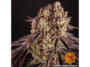 purple punch 4 245272