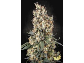 Mendocino Skunk Paradise Seeds