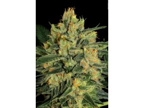 2 cbd strain Durga Mata 08 copyright by gbi 2014