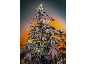 RED GORILLA GIRL XL AUTO R SWS89