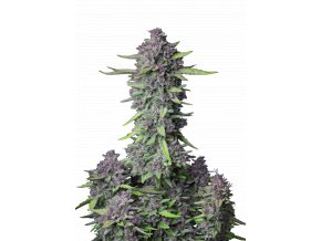 l tsp 2x purple punch auto transparent 1690110089