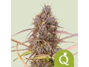 purple queen automatic