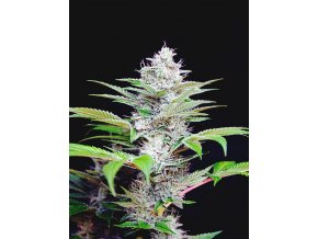 auto cbd star 2