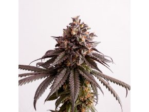 gelato k product image 5472