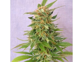 ginger punch auto product image 113
