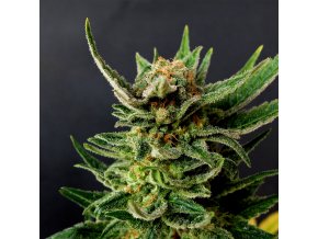 gypsy kush product image 30