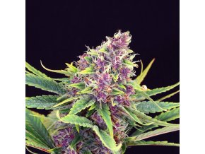 purple kush product image 34