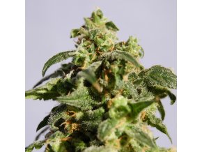 skunk product image 107