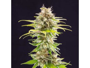 super og kush product image 4939