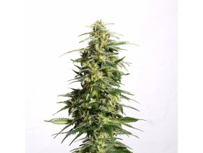 swiss dream auto cbd product image 7684