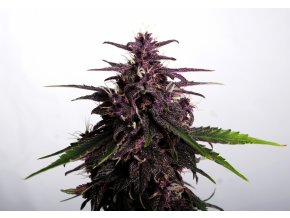 swiss dream rose auto cbd product image 8790