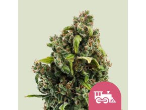 candy kush express fast flowering
