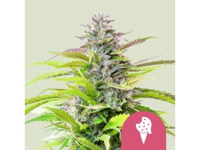 cookies gelato