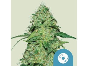 joanne s cbd