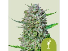mimosa automatic