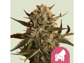 mother gorilla