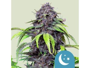 purplematic cbd