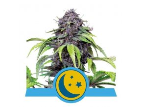 purplematic cbd