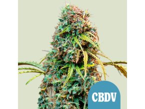 royal cbdv automatic