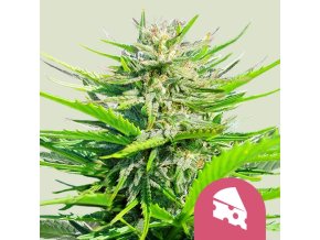 royal cheese fast flowering (2)