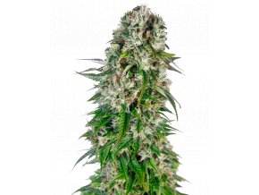 big bud automatic xl