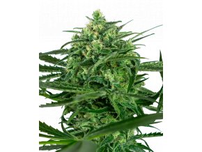 sensi amnesia feminized xl