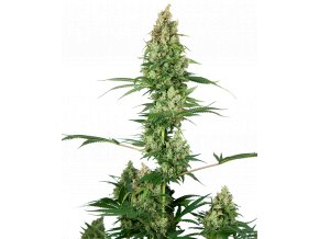 silver fire feminized xl