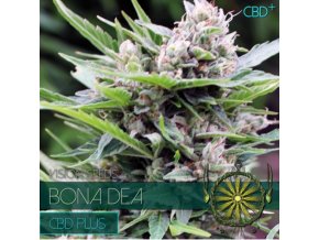 vision seeds bona dea 500x500 1