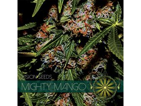 vision seeds mighty mango500x500