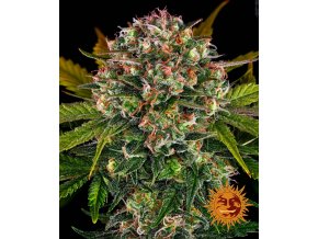 strawberry cheesecake auto circle new 21 983975
