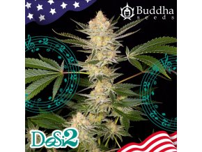 buddha dosi2