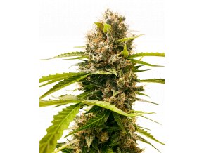 mandarin punch feminized xl