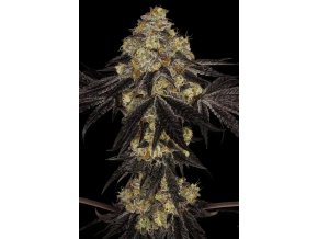 Sunset Cannabis Seed