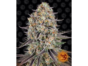 sour strawberry circle new 21 701937