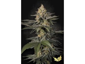 Glowstarz Paradise Seeds