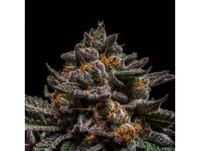 brain cake feminized cannabis seeds