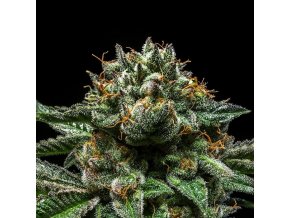 chempie feminized cannabis seeds