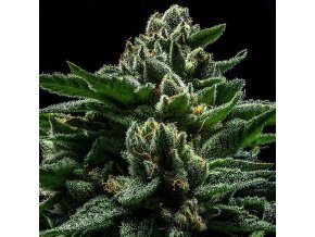 do g feminized cannabis seeds