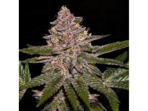 radical juice feminized cannabis seeds