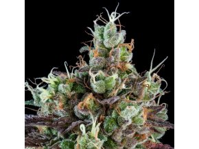 sour ripper feminized cannabis seeds