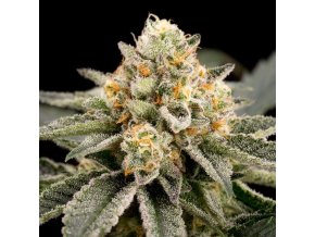 zombie bride feminized cannabis seeds