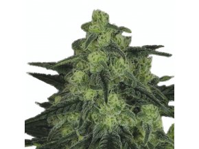 ripper seeds black valley 1